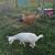 11 Nigerian Dwarf herd mostly registered gosts 4 thumbnail