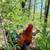 Black Copper Marans hatching eggs 2 thumbnail