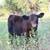 Registerable mini Angus heifers! 4 thumbnail
