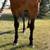 Bay Mare for sale 3 thumbnail