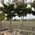 Lavender Crape Myrtle Std (Lagerstroemia ‘Muskogee’) 36" Box Tree - 3 thumbnail