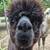 Alpaca ready for a new farm 3 thumbnail