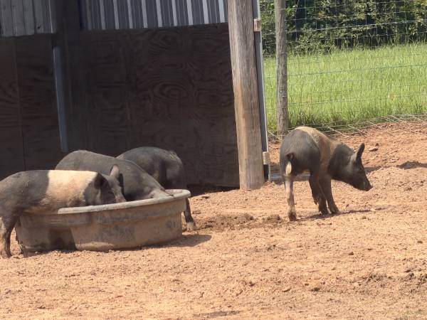 Pigs 1