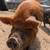 KuneKune pigs for sale 7 thumbnail