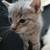 Cats 1 thumbnail
