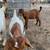 Goats for sale 17 thumbnail