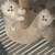 Scottish straight longhair kittens 4 thumbnail