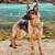 German Shepherd 3 thumbnail