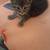 Kittens kittens and more kittens 2 thumbnail