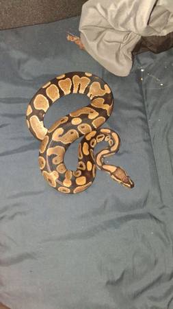 Female ball python 1