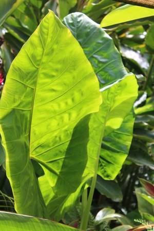 Giant Elephant Ears!! 1