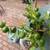 Persian Lime tree 6 thumbnail