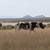 South Steens Mustangs 5 thumbnail