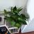 Healthy plant in a ceramic pot 3 thumbnail