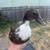 Call ducks 4 thumbnail