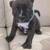 Staffordshire Bull Terrier Puppies 9 thumbnail