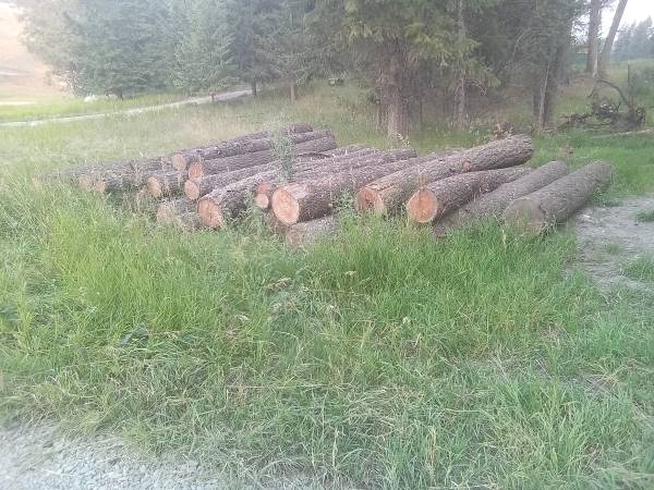 Fir logs 1