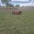 Cow & calf 2 thumbnail