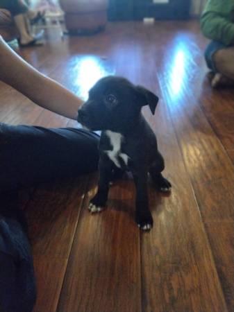 Puppies ready for new home (brentwood / oakley)63941477678082120