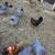 Chickens & Roosters 10 thumbnail
