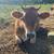 A2/A2 Jersey Cow in Milk 5 thumbnail