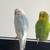 3 Parakeets for rehoming 1 thumbnail