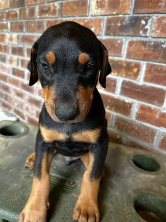 Doberman puppies 1