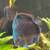 Discus fish 5 thumbnail