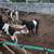 Complete Fainting Goat Starter Herd - 4 Beautiful Myotonic/Nigerian Go 5 thumbnail