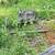 Bunnies 6 thumbnail