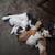 Kittens!!! 1 thumbnail