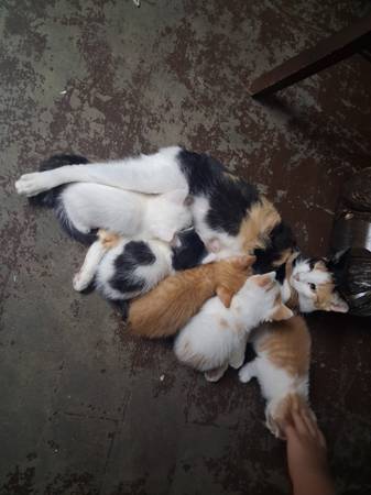 Kittens!!! 1