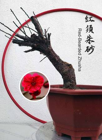 Rare Red-Bearded Zhusha Japanese Apricot Bonsai (Prunus mume) – 12+ Ye 1