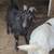 Boer buck 1 thumbnail
