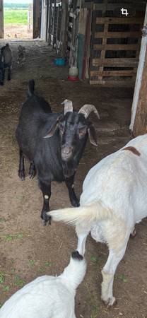Boer buck 1