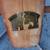 Hobby horse Long Beach city vintage 1960s hobby horse toy 12 thumbnail