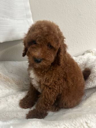 Poodle (La puente)63877736363265122