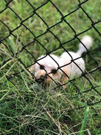 Minature Apricot Male Poodle just over 1 year Needs a Good Home 1