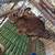 Meat rabbits 9 thumbnail
