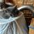 Looking for a loving home kittiens 4 thumbnail