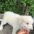 Great Pyrenees puppies 3 thumbnail