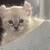 Rehoming Snow Leopard Savannah Highlander Kittens 5 thumbnail