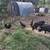 Guinne Hogs 3 thumbnail