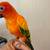 Sun conure 1 thumbnail