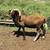 painted desert ram 1 thumbnail
