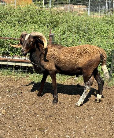 painted desert ram 1