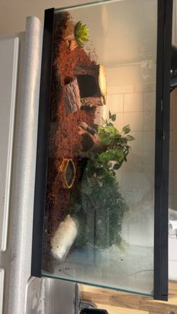 Leopard gecko for rehoming (Alexandria)
