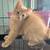 Ginger kittens 1 thumbnail