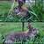 rabbit 2 thumbnail