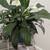 26" tall healthy peace lily in blue pot, easy care 3 thumbnail
